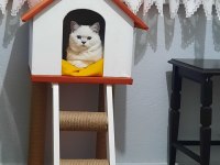 British shorthair silver point