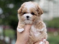 Lokum Bebek Maltipoo