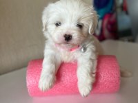 0 BOY MİNİ MALTESE TERRİER BEBEKLER