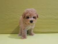 EFSANE MALTİPOO YAVRULARI