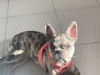 7 aylık dişi merle french bulldog acil