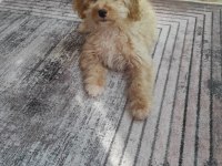 Maltipoo Erkek Yavrumuz