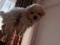 Maltese Terrier Yavru Dişi