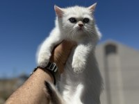 Çok özel beyaz mavi gözlü british shorthair ler