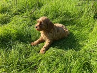 2 Aylık Cockapoo