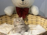 British longhair Fiko yeni yuvasını arıyor