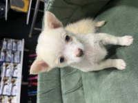 BÜYÜMEYEN KÜÇÜK EVDE BAKILACAK KÖPEĞİMİZ