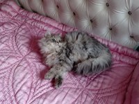 British Longhair Kartpostal Sanacaksınız