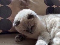 Scottish fold kedisi