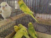 ELE ALIŞTIRMALIK ERKEK 30 GÜNLÜK BEBEK KUŞLAR