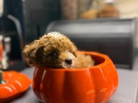 Maltipoo yavrularım orijinal