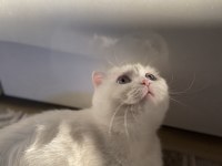 Scottish Kedimiz Güvenilir Sahip Arıyor