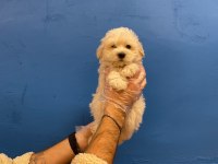 A+ maltese yavrular