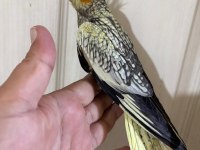 50 GÜNLÜK KUSURSUZ PEARL SULTAN PAPAĞANI BEBEK