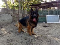 Safkan alman çoban köpekleri (show line)
