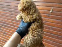 KORE POODLE ÜST DÜZEY POODLE YAVRUSU YENİ YUVASINI ARIYOR