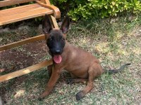 Yavru Malinois Köpeği