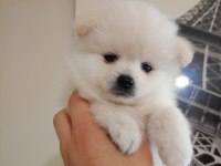 Pomeranian dişi erkek
