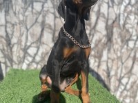 DEV DOBERMAN YAVRULARI KİNG