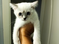 British Shorthair yavruları