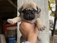 A KALİTE PUG YAVRULARIMIZ GÜL KUYRUK TESLİME HAZIR