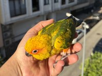 Yavru Güneş Konur Papağanı