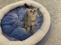 Güzel British Shorthair Kızımız Sahiplendirilecek