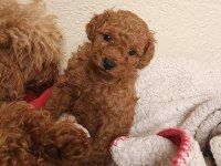 Toy Poodle Minik Köpekler