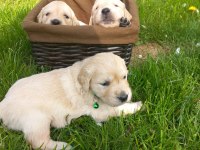 Golden Retriever Yavrular İstenirse Kapınıza Teslim