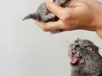 Scottish fold yavrumuz