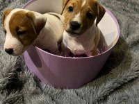 Çok zeki jack russell çocuklar