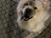 Çin aslanı köpeğimi ücretsiz sahiplendiriyorum
