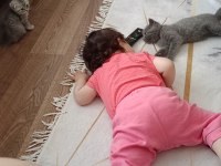 Kedimiz yeterince anne sütü aldı ailesine kavuşma vakti