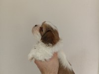 Shih-tzu yavrularımız