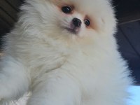 Pomeranian boo ayı surat erkek