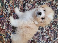 Maltipoo dişi ve erkek yavrular