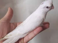 Albino sultan papağanı yavrular yeme düştü