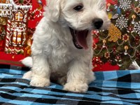 Maltese terrier yavruları