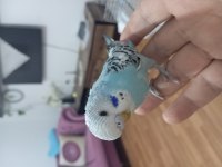 Muhabbet kuşu 1 aylık