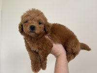 Maltipoo Lekesiz 
