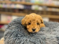 Orjinal Babyface Maltipoo Bebeklerimiz