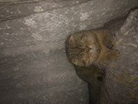 Scottish fold 7 aylık
