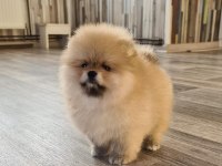 POMERANİAN BOO YAVRULARI