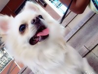Chihuahua şivava evlatlarım yeni yuvasını arıyor