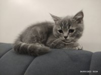 2.5 AYLIK SCOTTİSH STRAIGHT KEDİ SAHİPLENDİRİLECEK
