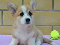Fci secereli corgi yavruları