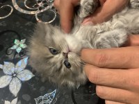 2 aylık şirin british longhair yavrular