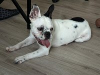 8 aylık tüm aşıları kimlik çip tam dişi french bulldog