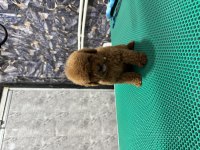Üst kalite toy poodle yavrularımız teslime hazır
