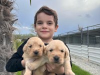 Golden retriever yavrular